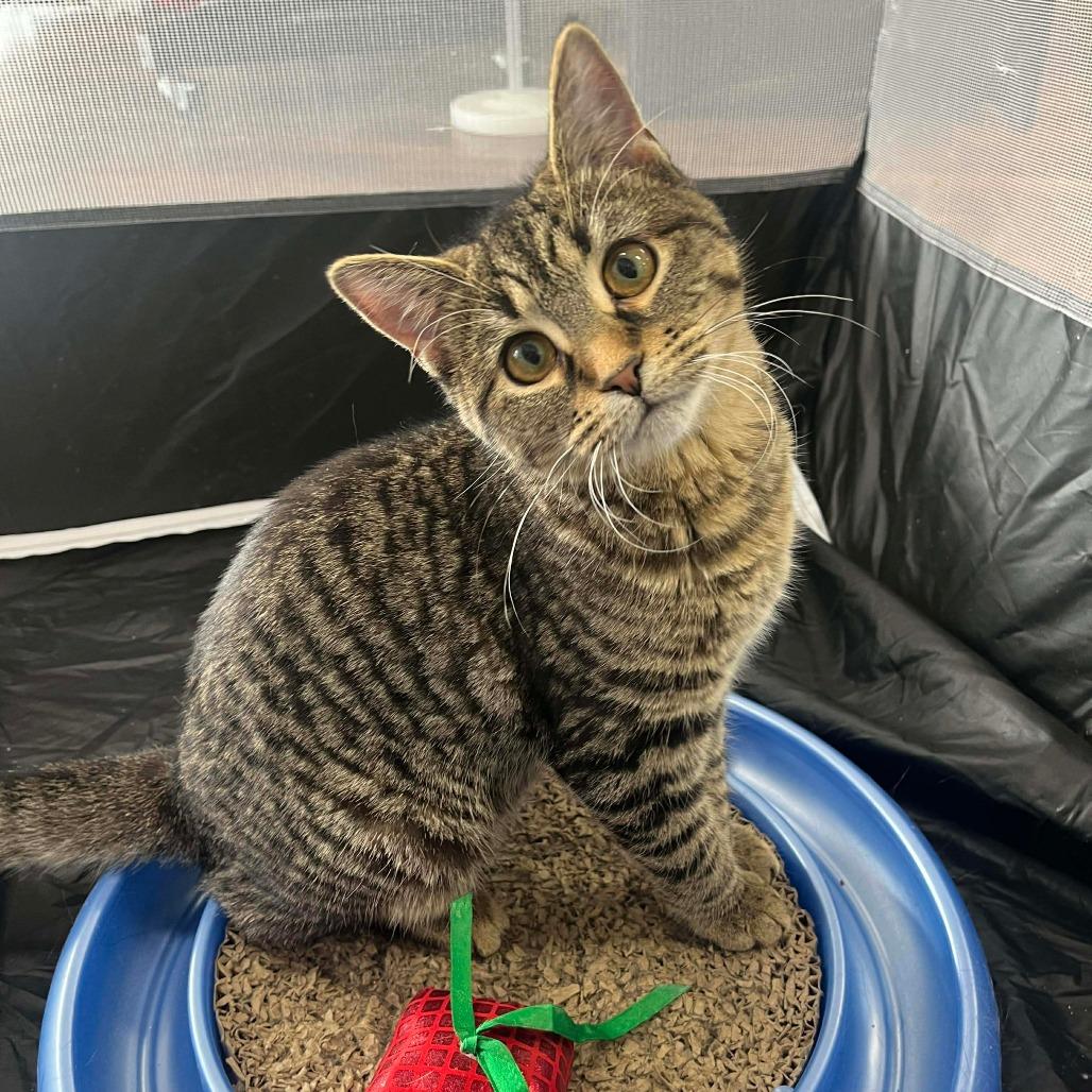 Cayenne, Adoptable, Young Female Domestic Short Hair.