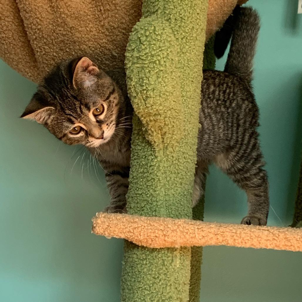 Enlarge Cayenne, a Adoptable Domestic Short Hair in Ephrata, PA image 2/6