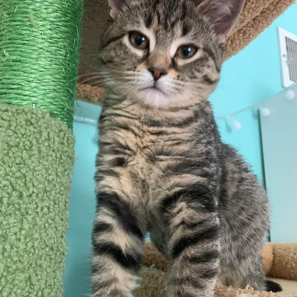 Enlarge Cayenne, a Adoptable Domestic Short Hair in Ephrata, PA image 3/6