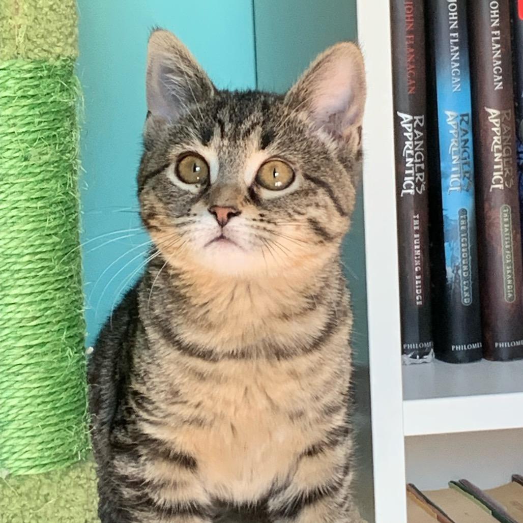 Enlarge Cayenne, a Adoptable Domestic Short Hair in Ephrata, PA image 4/6