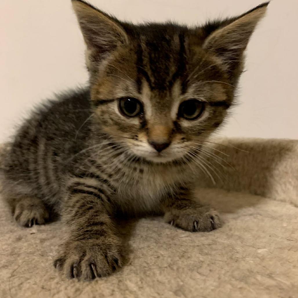 Enlarge Cayenne, a Adoptable Domestic Short Hair in Ephrata, PA image 5/6