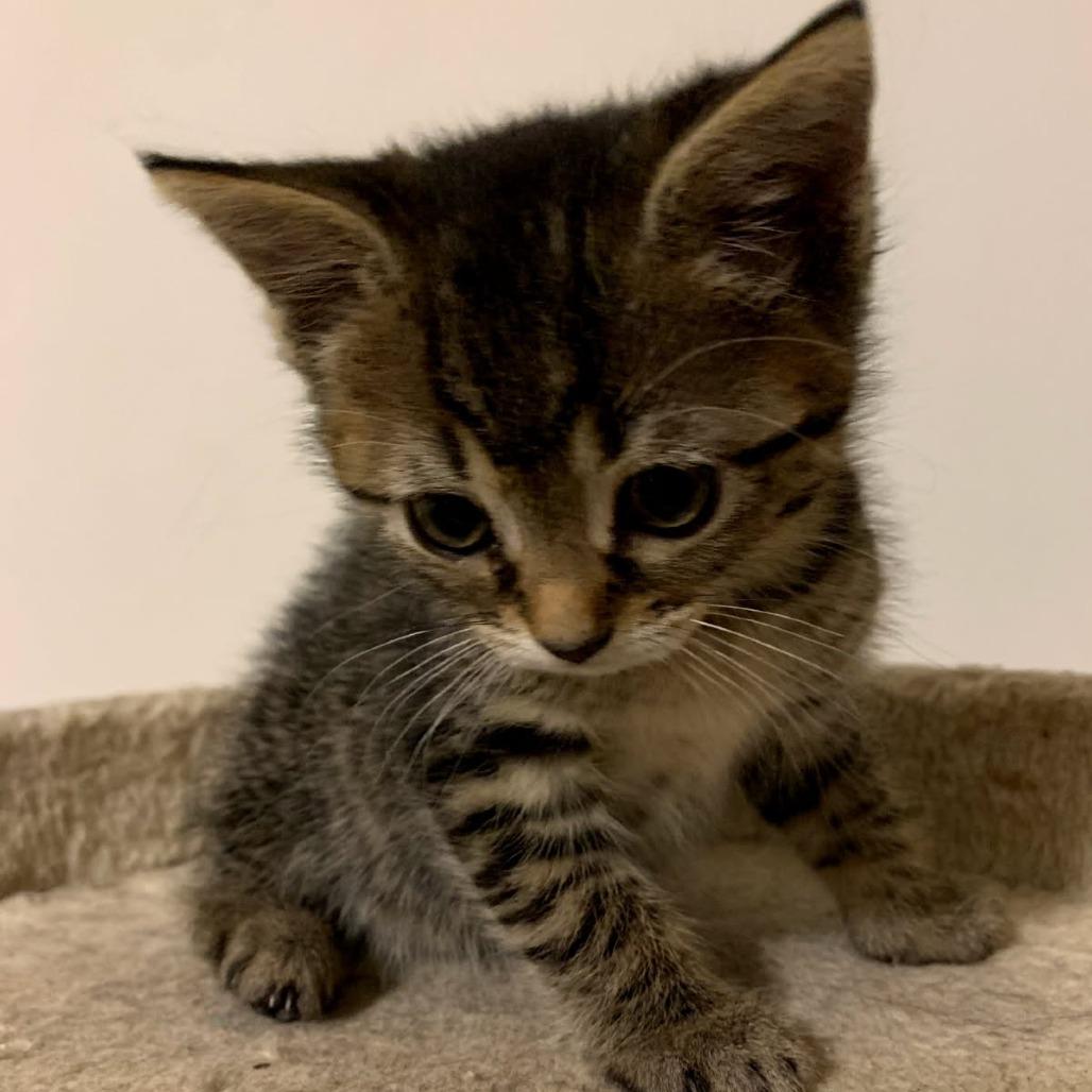 Enlarge Cayenne, a Adoptable Domestic Short Hair in Ephrata, PA image 6/6