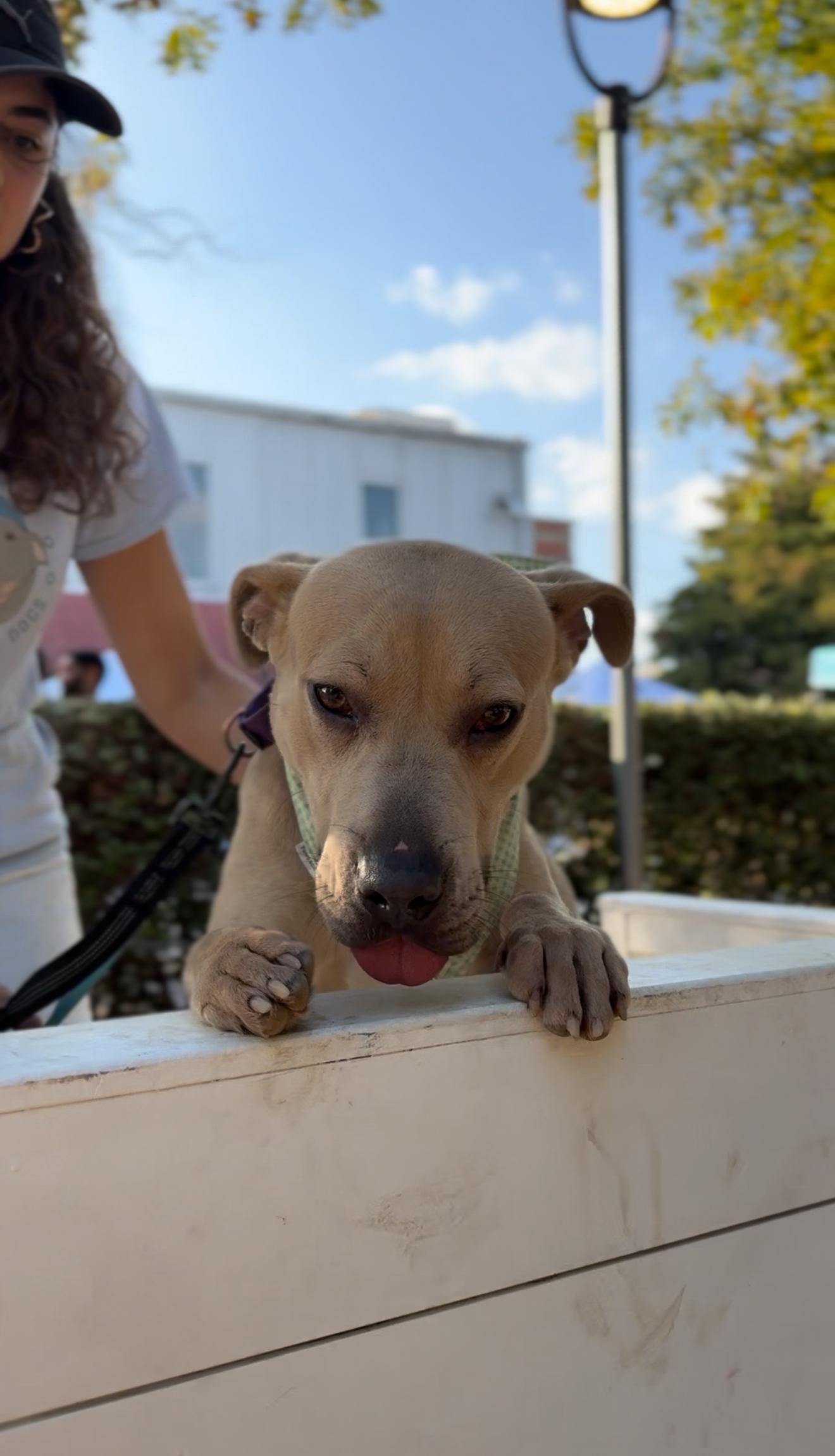 Enlarge Harley, a Adoptable mixed breed in Chicago, IL image 2/6