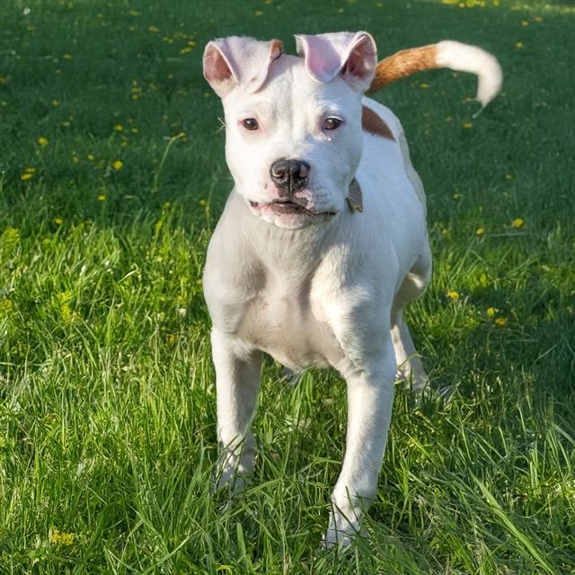 KIBA, Adoptable, Young Male Pit Bull Terrier.