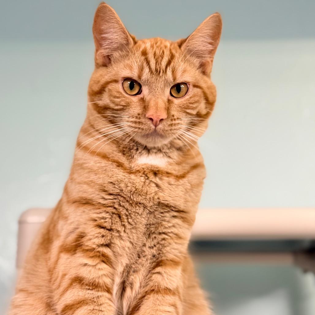 Enlarge Yesper, a Adoptable Domestic Short Hair in Redwood Valley, CA image 1/6