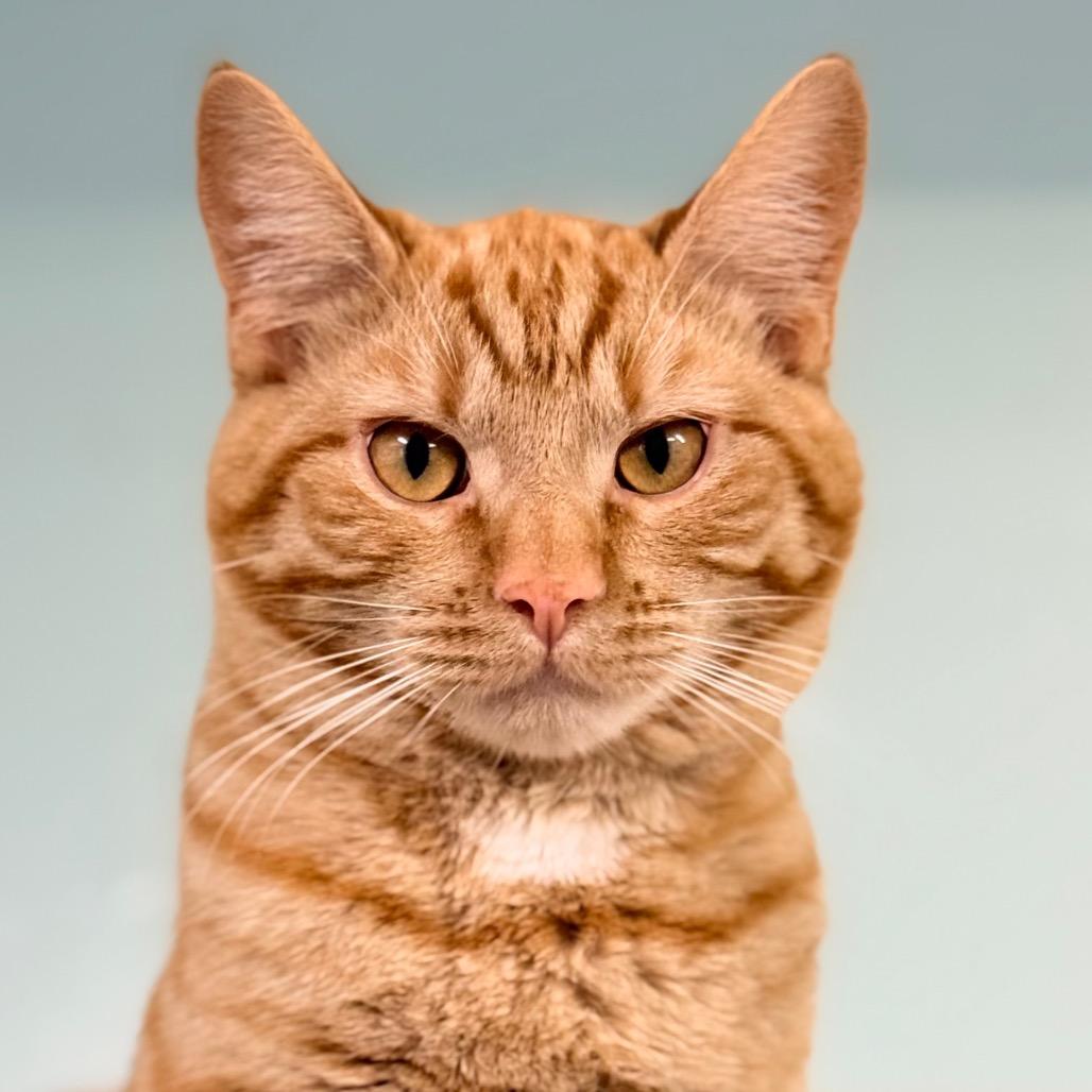 Enlarge Yesper, a Adoptable Domestic Short Hair in Redwood Valley, CA image 2/6