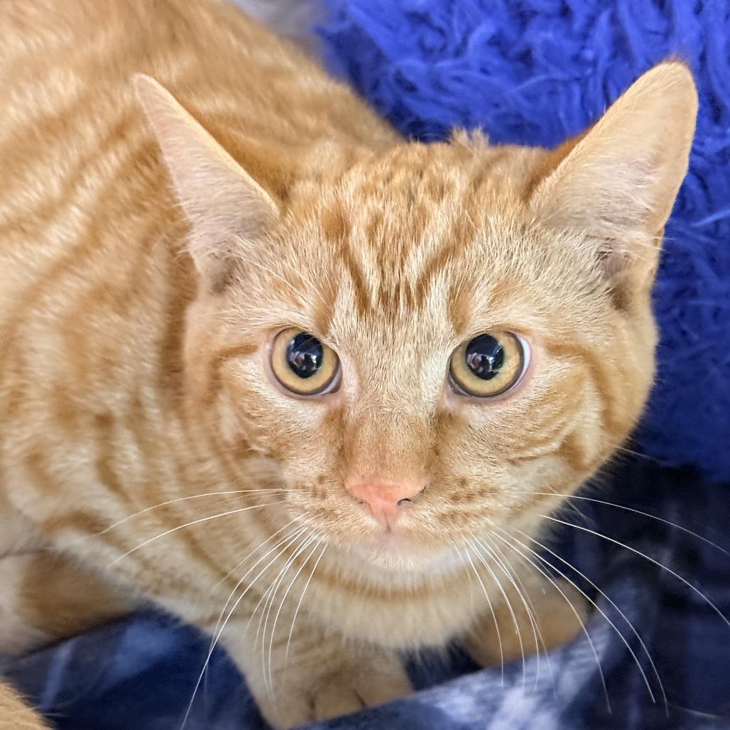 Enlarge Yesper, a Adoptable Domestic Short Hair in Redwood Valley, CA image 3/6