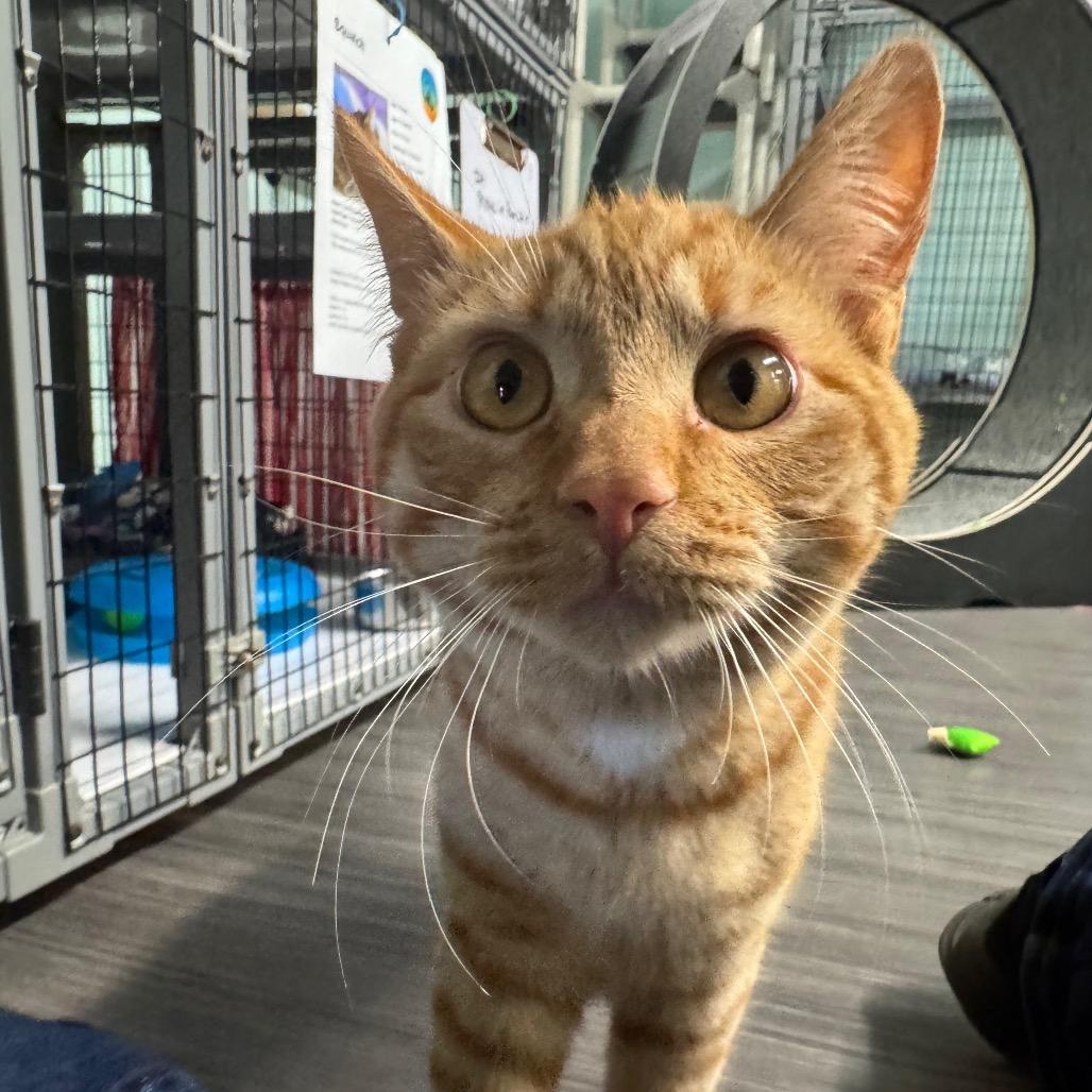 Enlarge Yesper, a Adoptable Domestic Short Hair in Redwood Valley, CA image 4/6