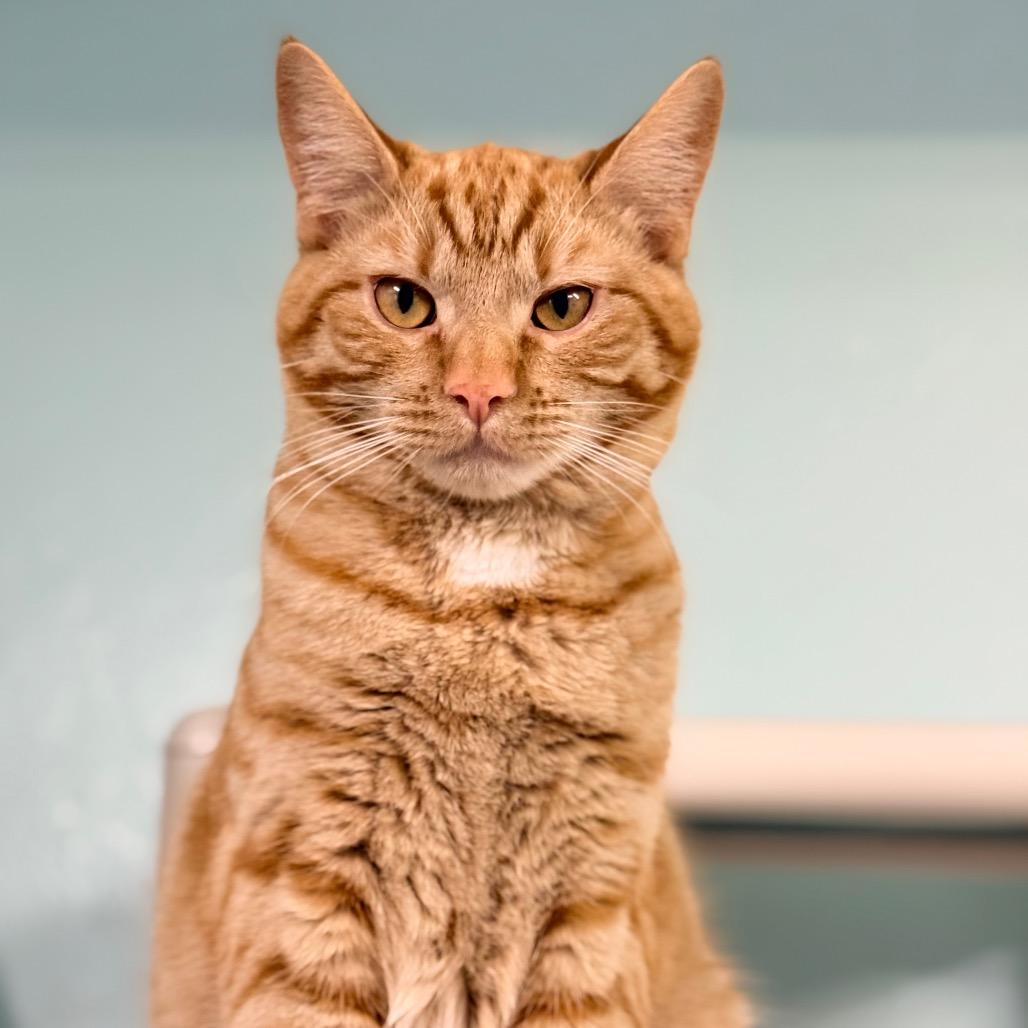 Enlarge Yesper, a Adoptable Domestic Short Hair in Redwood Valley, CA image 5/6