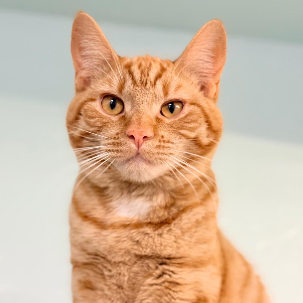 Enlarge Yesper, a Adoptable Domestic Short Hair in Redwood Valley, CA image 6/6