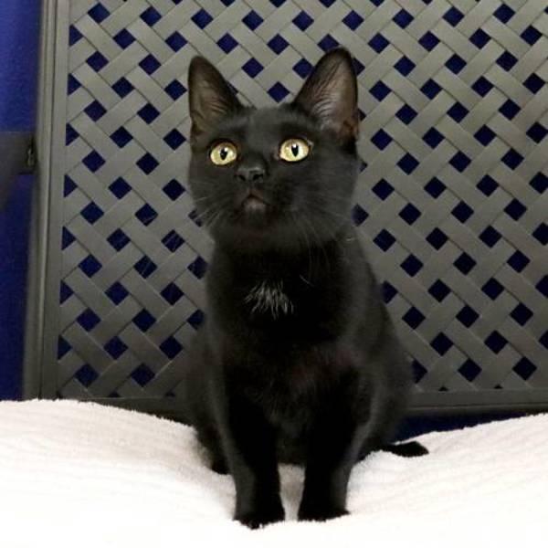 Ebony, Adoptable, Young Female Domestic Short Hair.