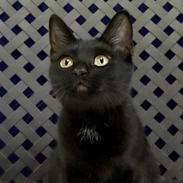 Enlarge Ebony, a Adoptable mixed breed in Midland, TX image 2/2