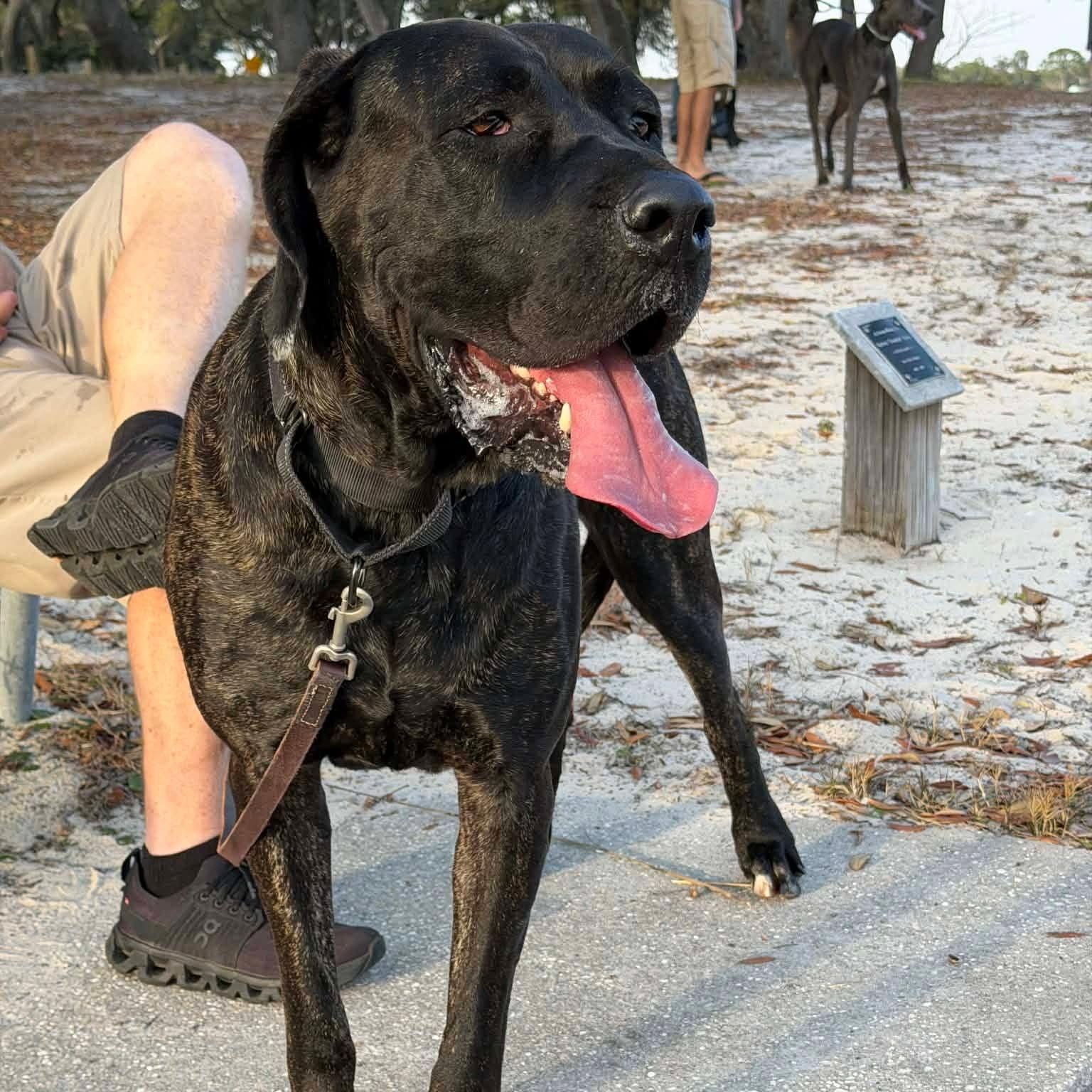 Enlarge Kendall, a Adoptable Mastiff in Pensacola, FL image 2/6