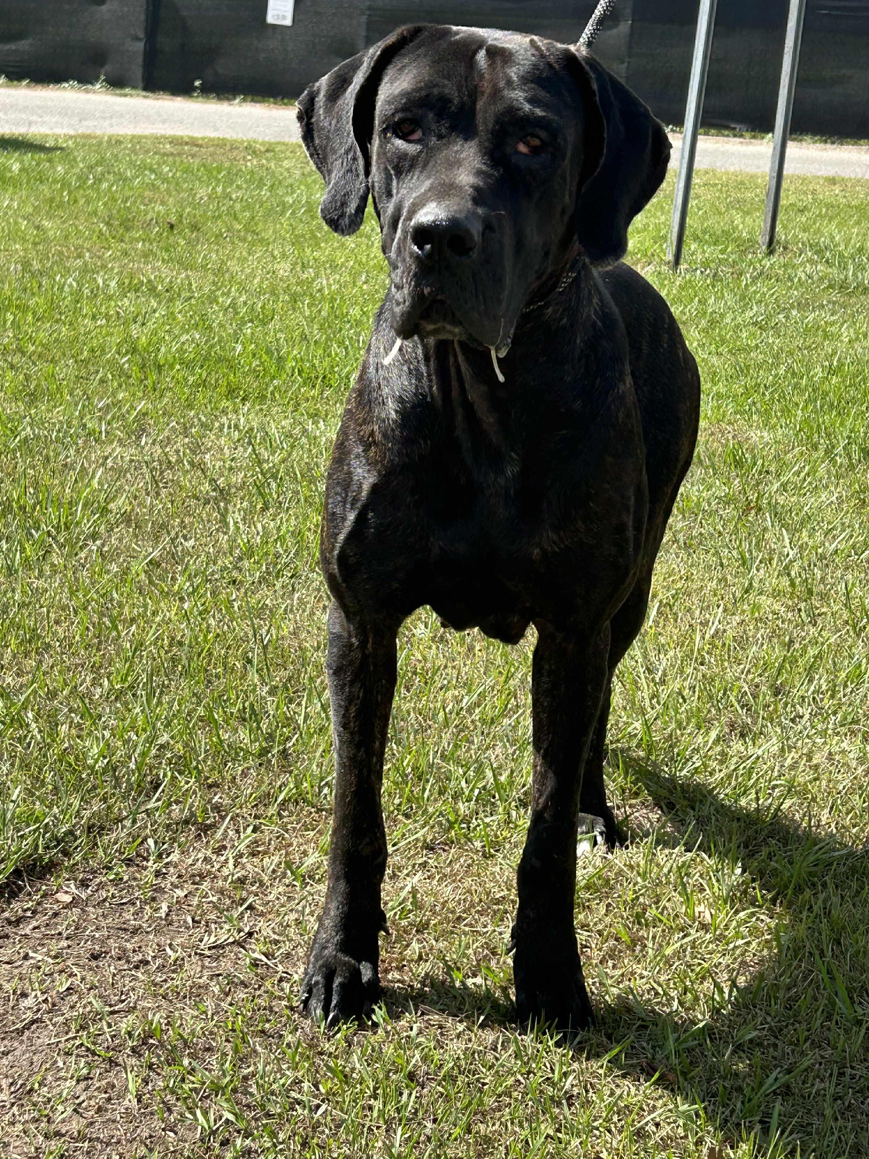 Kendall, a Adoptable Great Dane in Pensacola, FL image 3/6