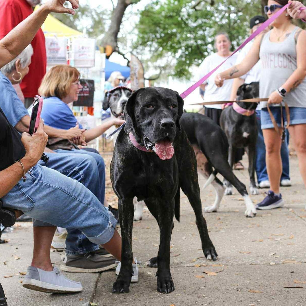 Enlarge Kendall, a Adoptable Mastiff in Pensacola, FL image 5/6