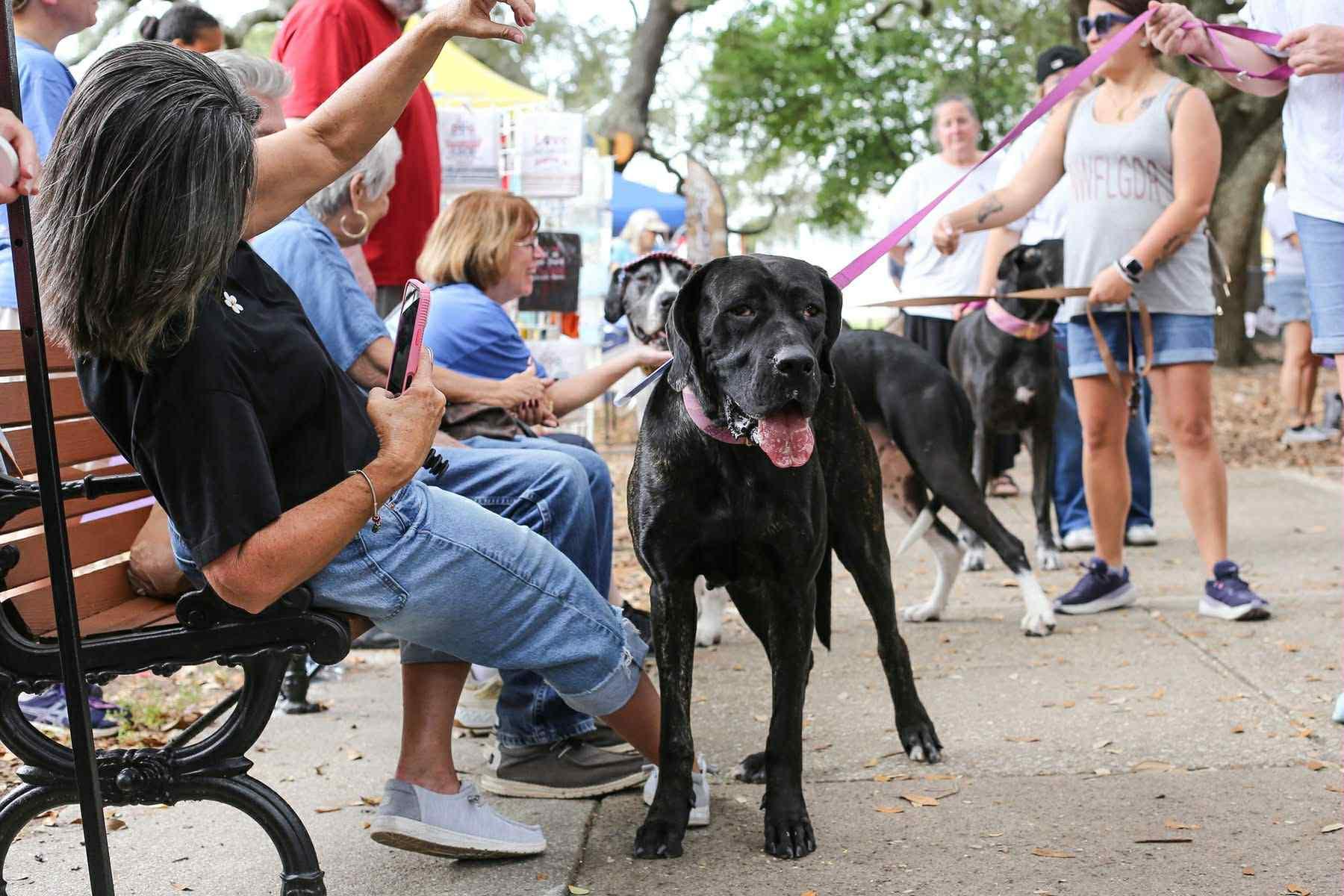 Kendall, a Adoptable Great Dane in Pensacola, FL image 2/6