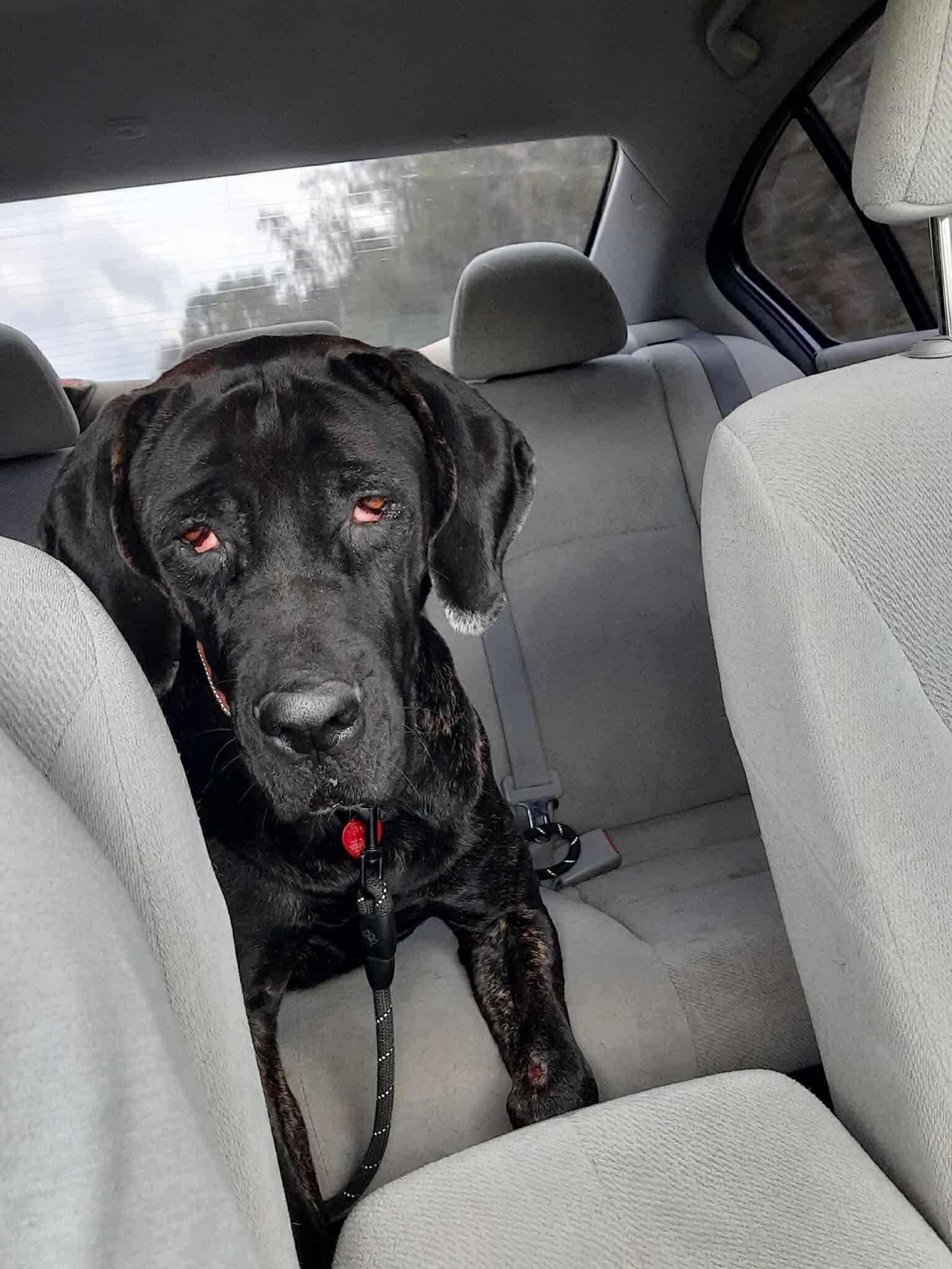Kendall, a Adoptable Great Dane in Pensacola, FL image 4/6