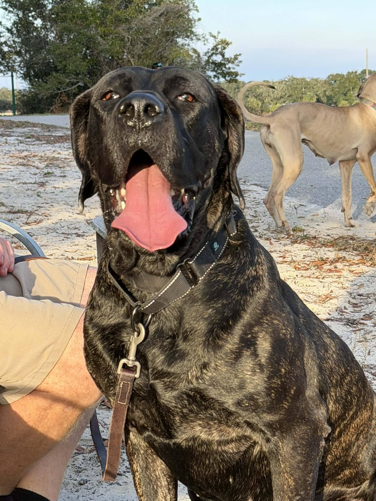 Kendall, Adoptable, Young Female Mastiff.