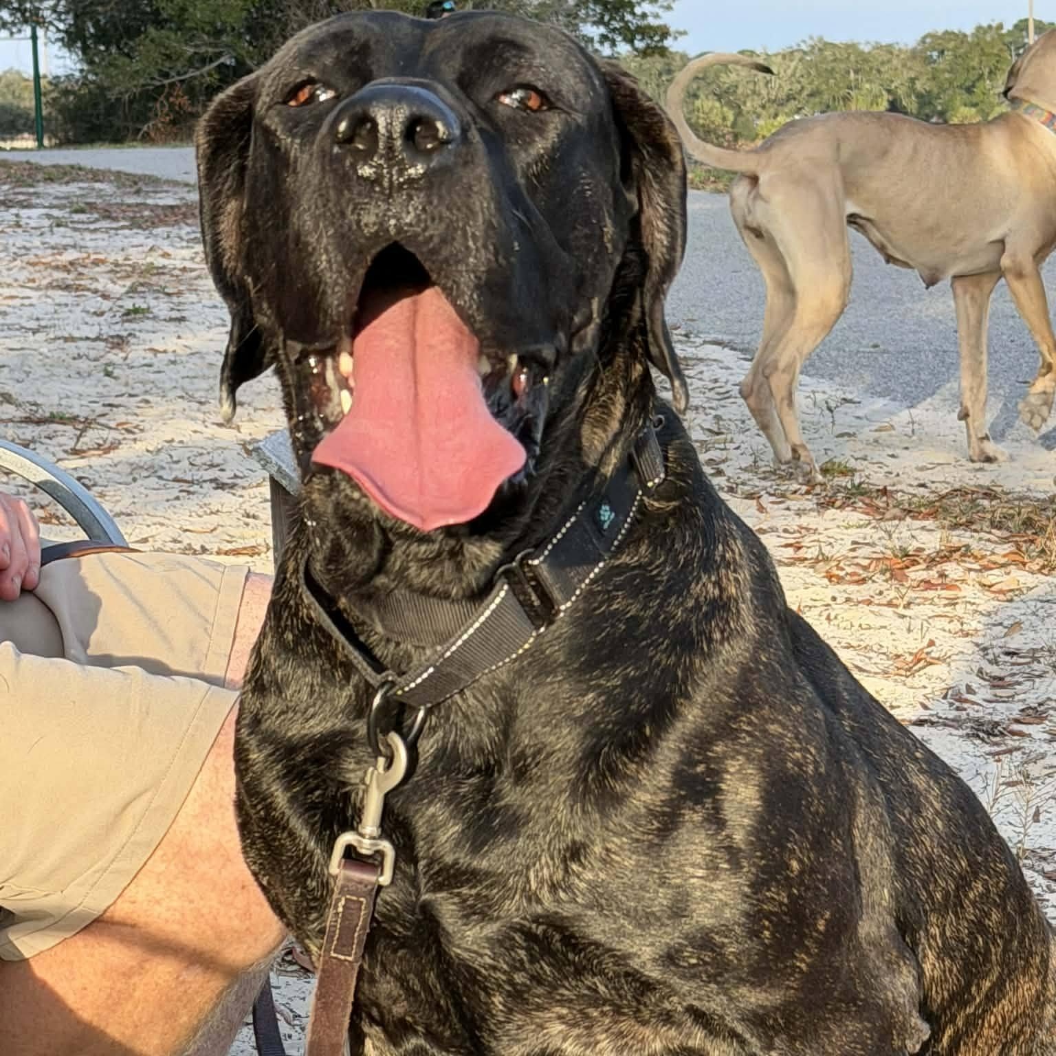 Enlarge Kendall, a Adoptable Mastiff in Pensacola, FL image 3/6