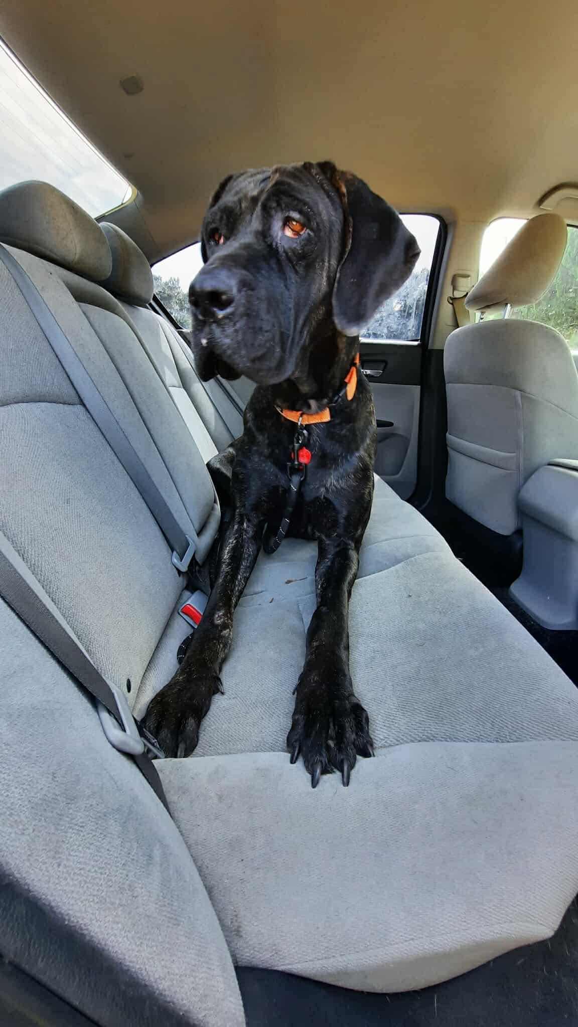 Kendall, a Adoptable Great Dane in Pensacola, FL image 6/6
