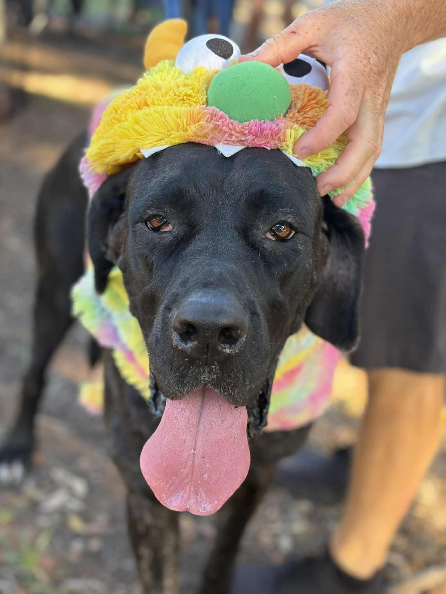 Kendall, Adoptable, Young Female Great Dane.