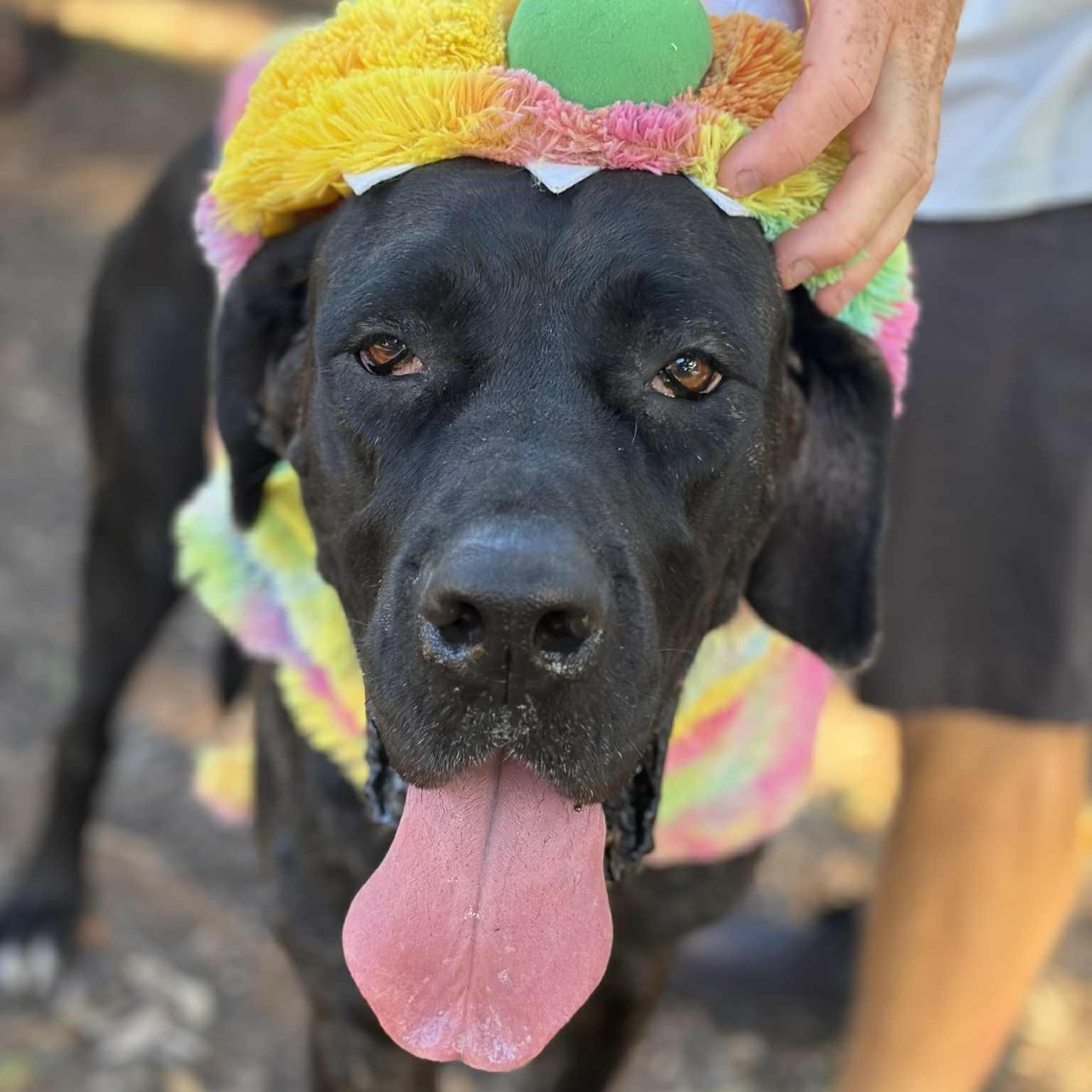 Enlarge Kendall, a Adoptable Mastiff in Pensacola, FL image 4/6