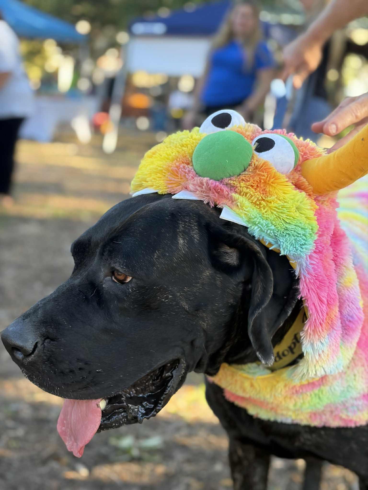 Kendall, a Adoptable Great Dane in Pensacola, FL image 5/6
