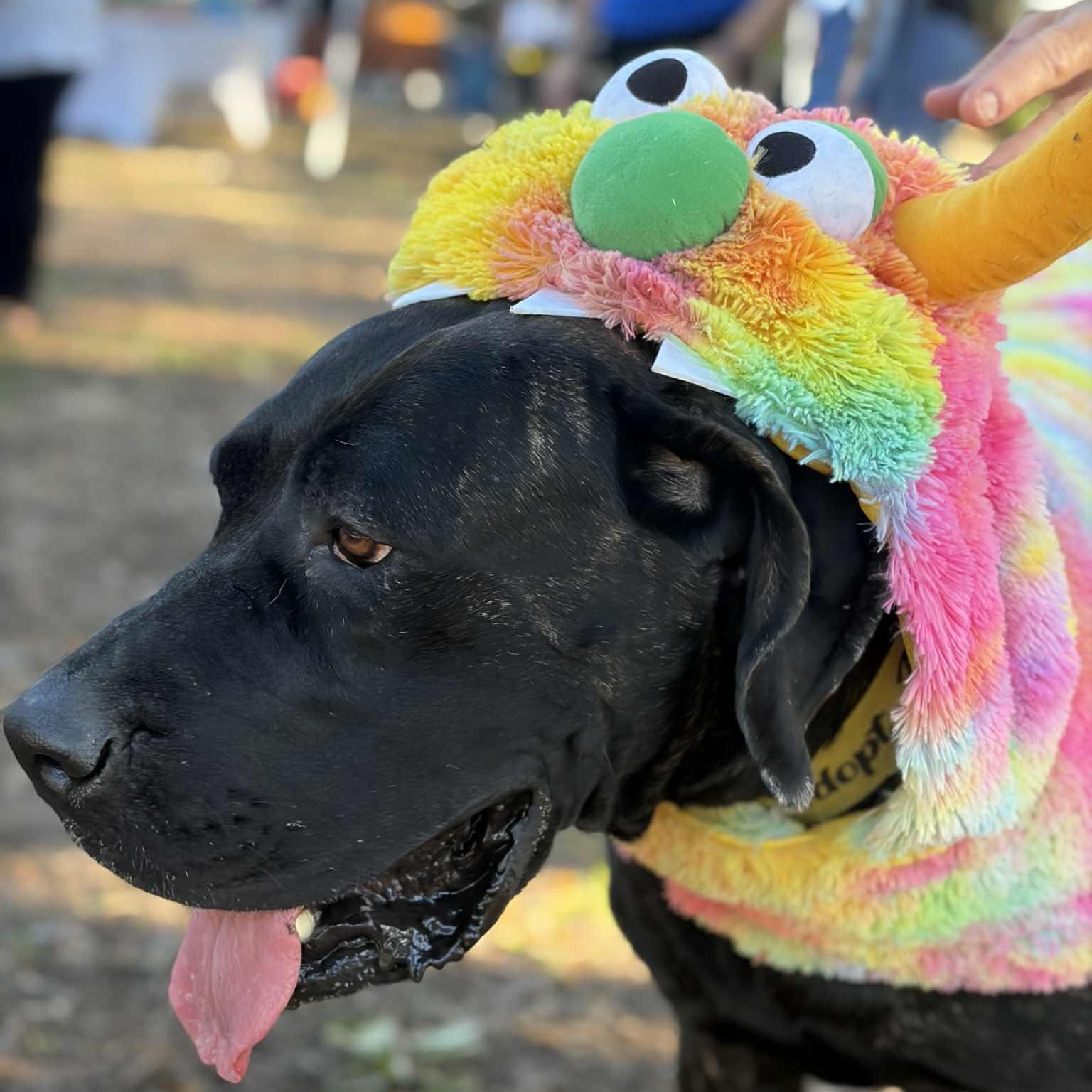 Enlarge Kendall, a Adoptable Mastiff in Pensacola, FL image 1/6