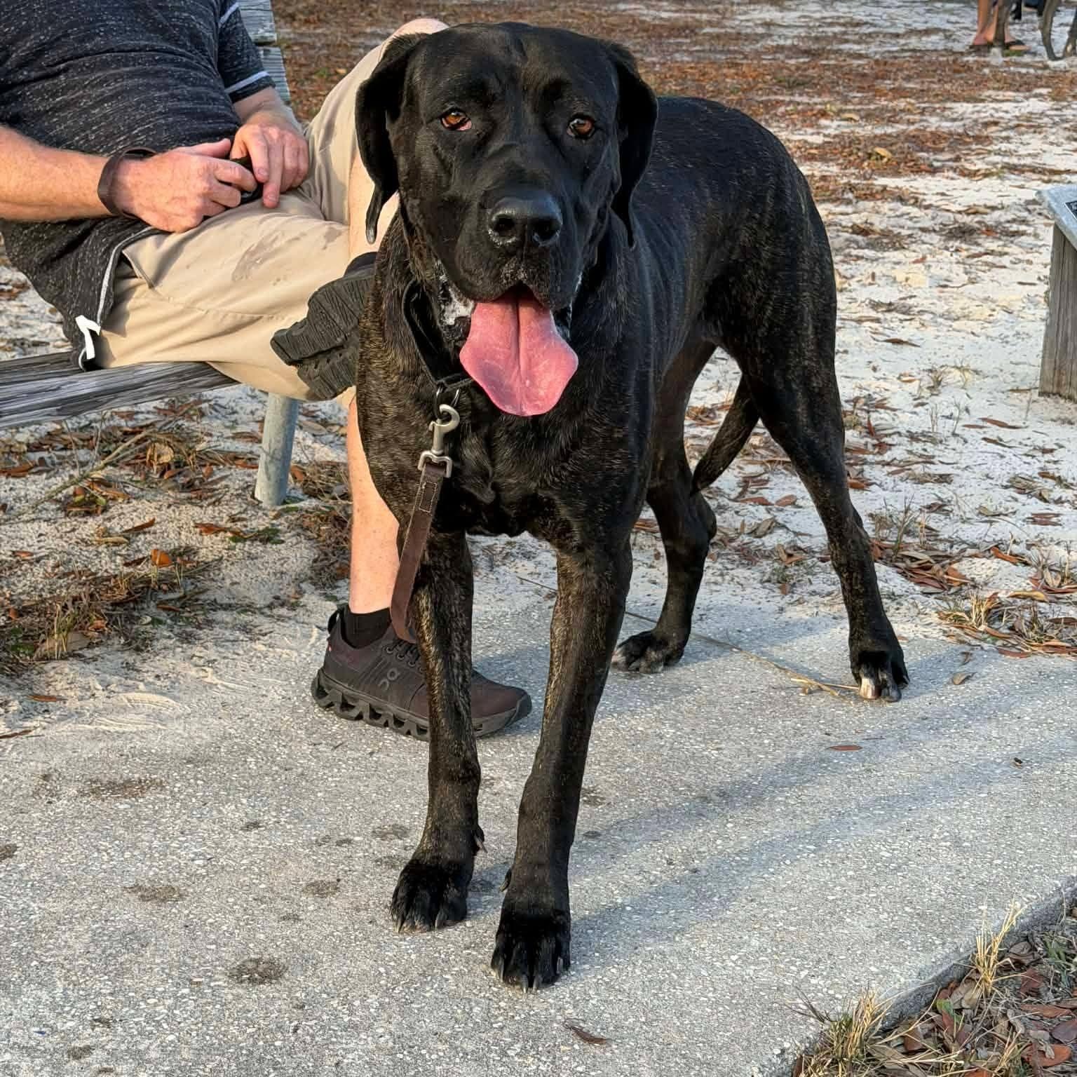 Enlarge Kendall, a Adoptable Mastiff in Pensacola, FL image 6/6