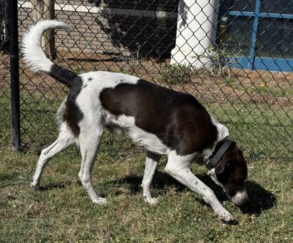 Abel, Adoptable, Adult Male Pointer & Mixed Breed.