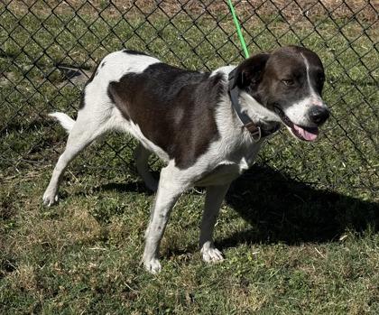 Enlarge Abel, a Adoptable mixed breed in Conway, SC image 2/3