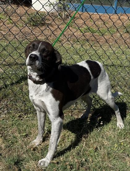 Enlarge Abel, a Adoptable mixed breed in Conway, SC image 3/3