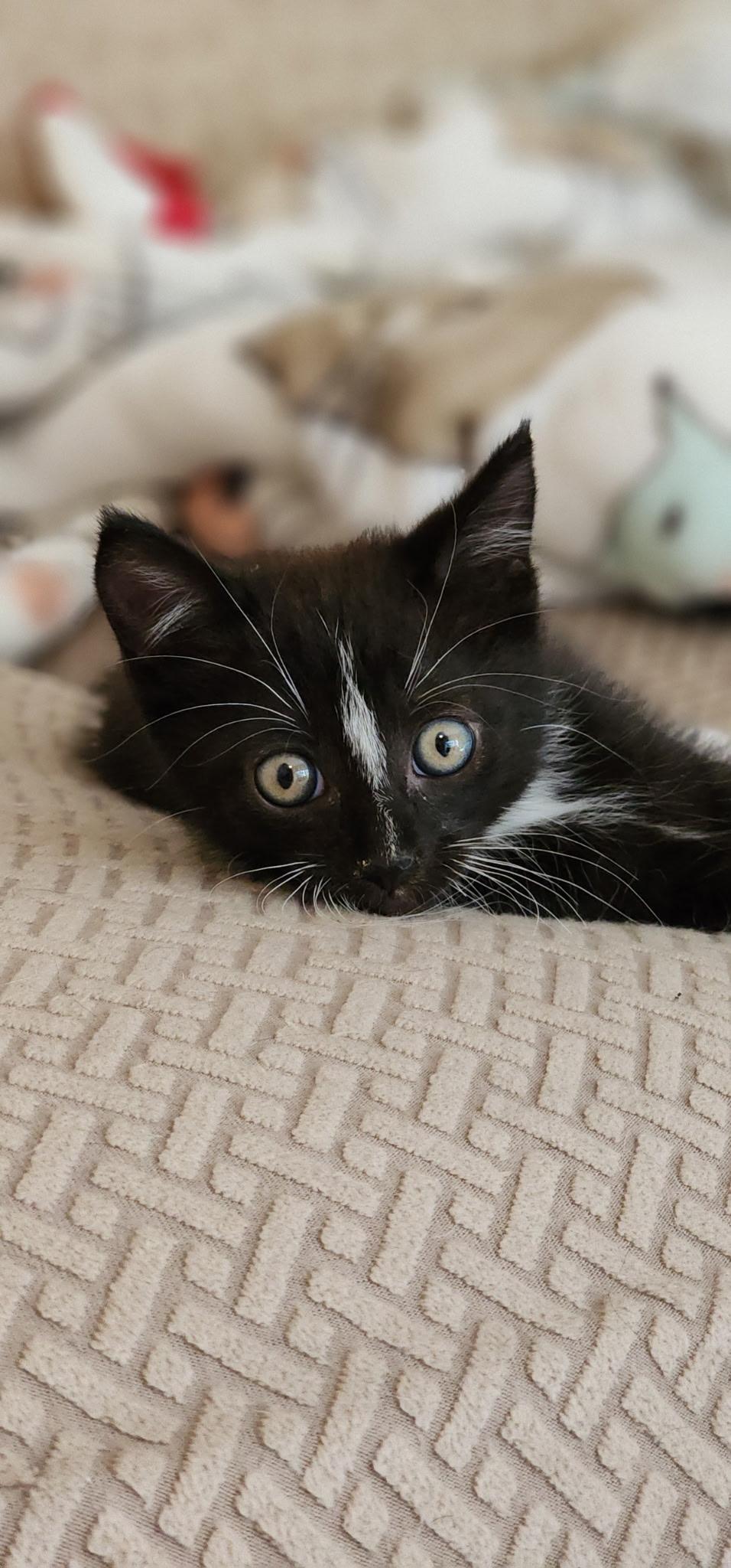 Calvin, Adoptable, Kitten Male Domestic Short Hair.