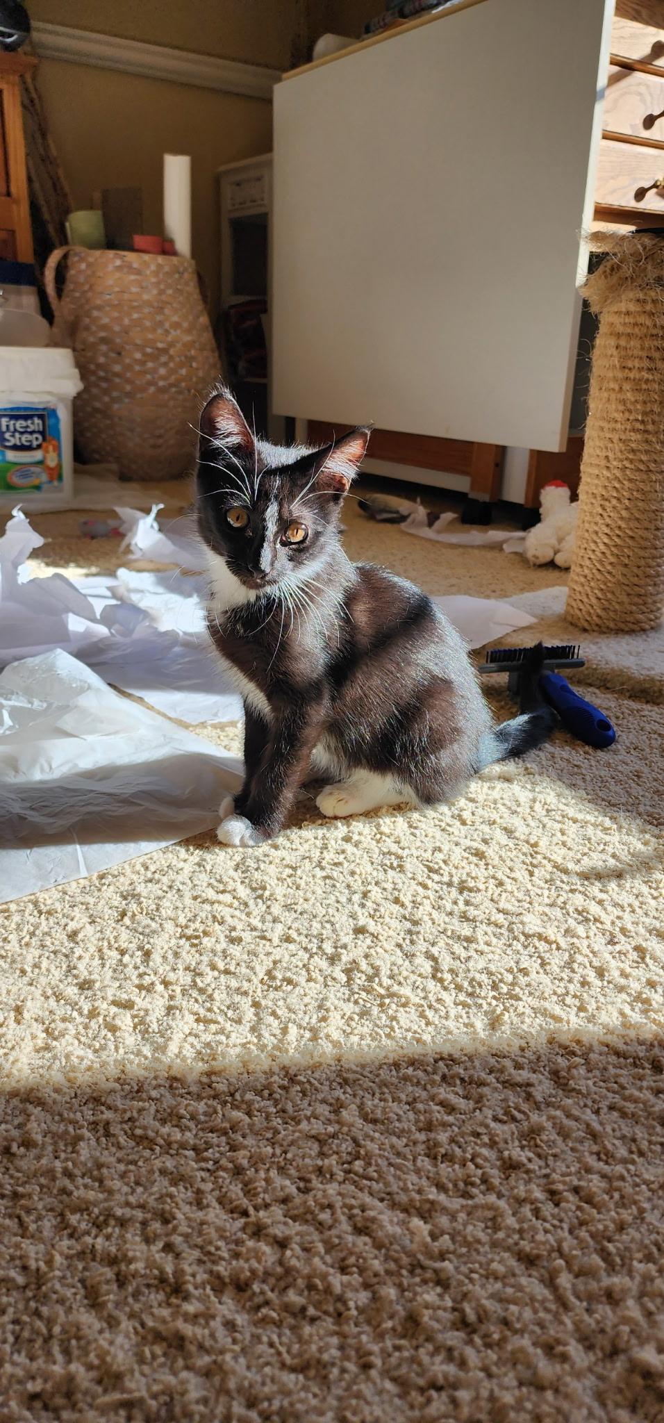 Enlarge Calvin, a Adoptable mixed breed in Kenosha , WI image 2/3