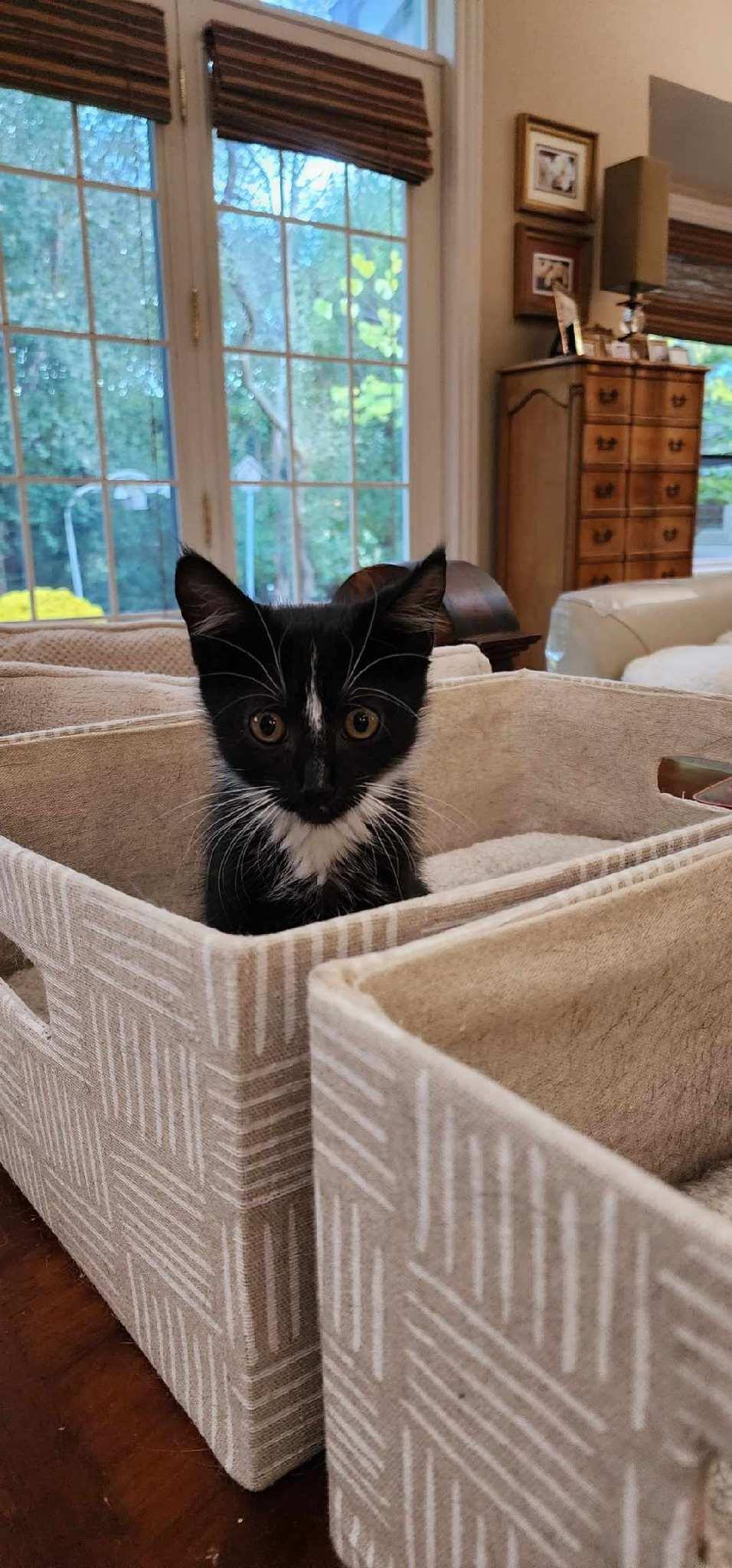 Enlarge Calvin, a Adoptable mixed breed in Kenosha , WI image 3/3