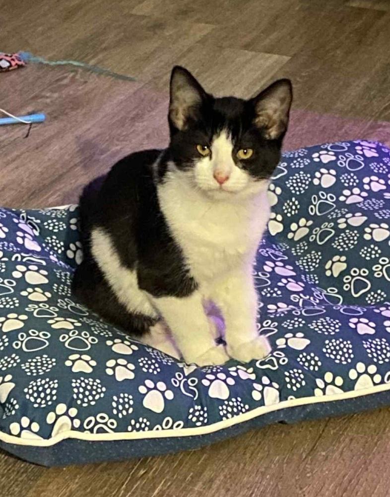 Enlarge Clio, a Adoptable Domestic Short Hair in Homer Glen, IL image 1/2