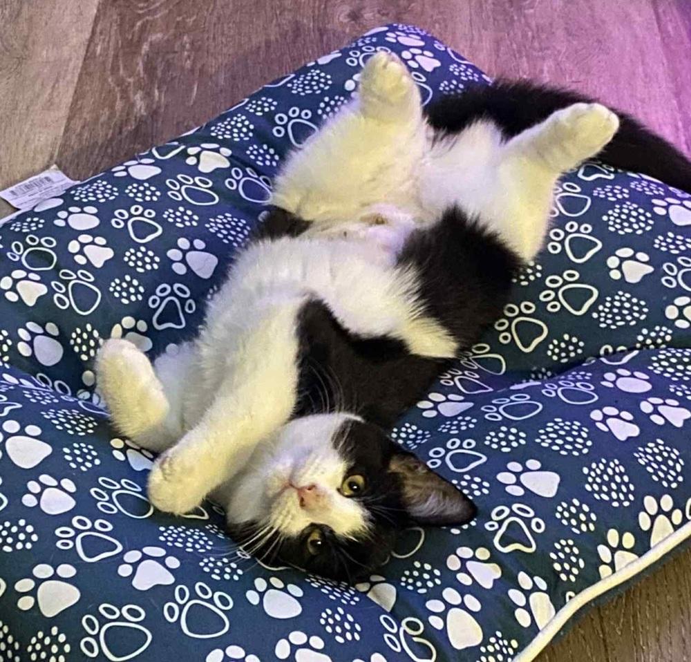 Enlarge Clio, a Adoptable Domestic Short Hair in Homer Glen, IL image 2/2