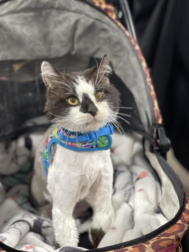 Enlarge Simon, a Adoptable Domestic Long Hair in Dayton, OH image 1/5