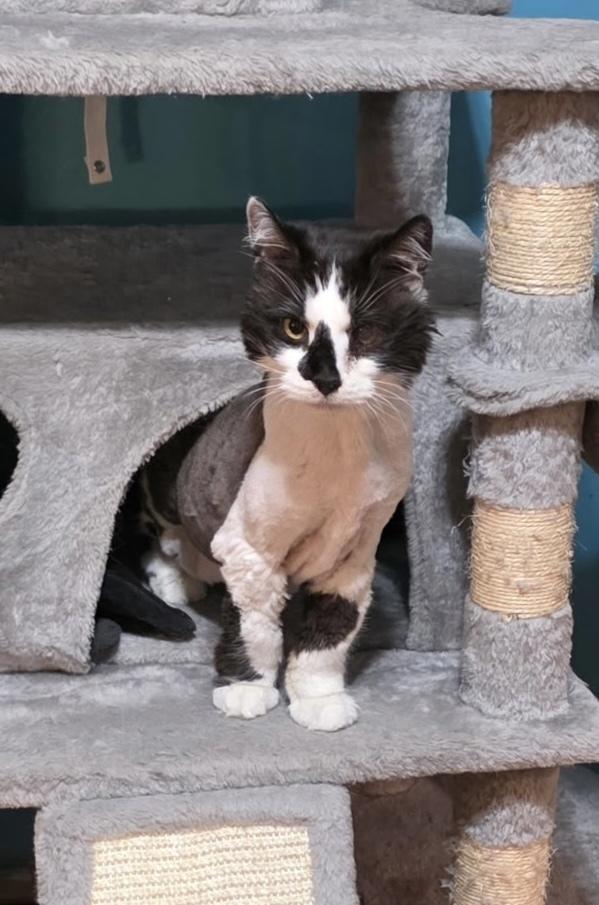 Enlarge Simon, a Adoptable Domestic Long Hair in Dayton, OH image 2/5