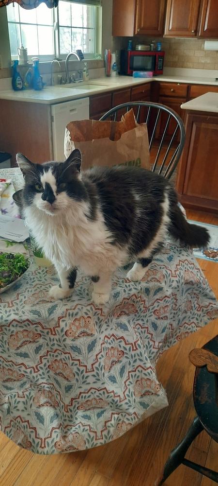 Enlarge Simon, a Adoptable Domestic Long Hair in Dayton, OH image 1/3