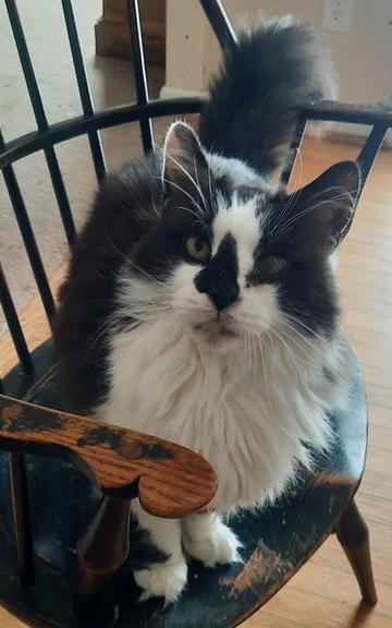 Enlarge Simon, a Adoptable Domestic Long Hair in Dayton, OH image 3/3