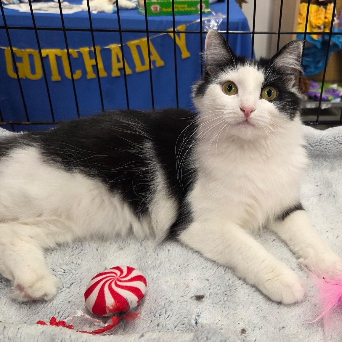 Enlarge Bikini, an adopted Domestic Long Hair in Warwick, RI image 2/4