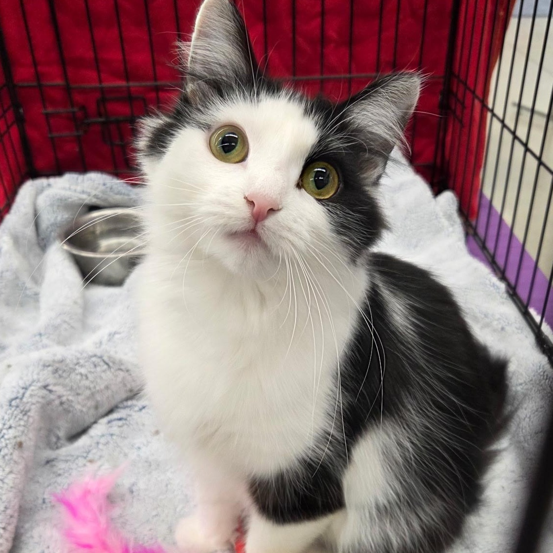 Enlarge Bikini, an adopted Domestic Long Hair in Warwick, RI image 4/4