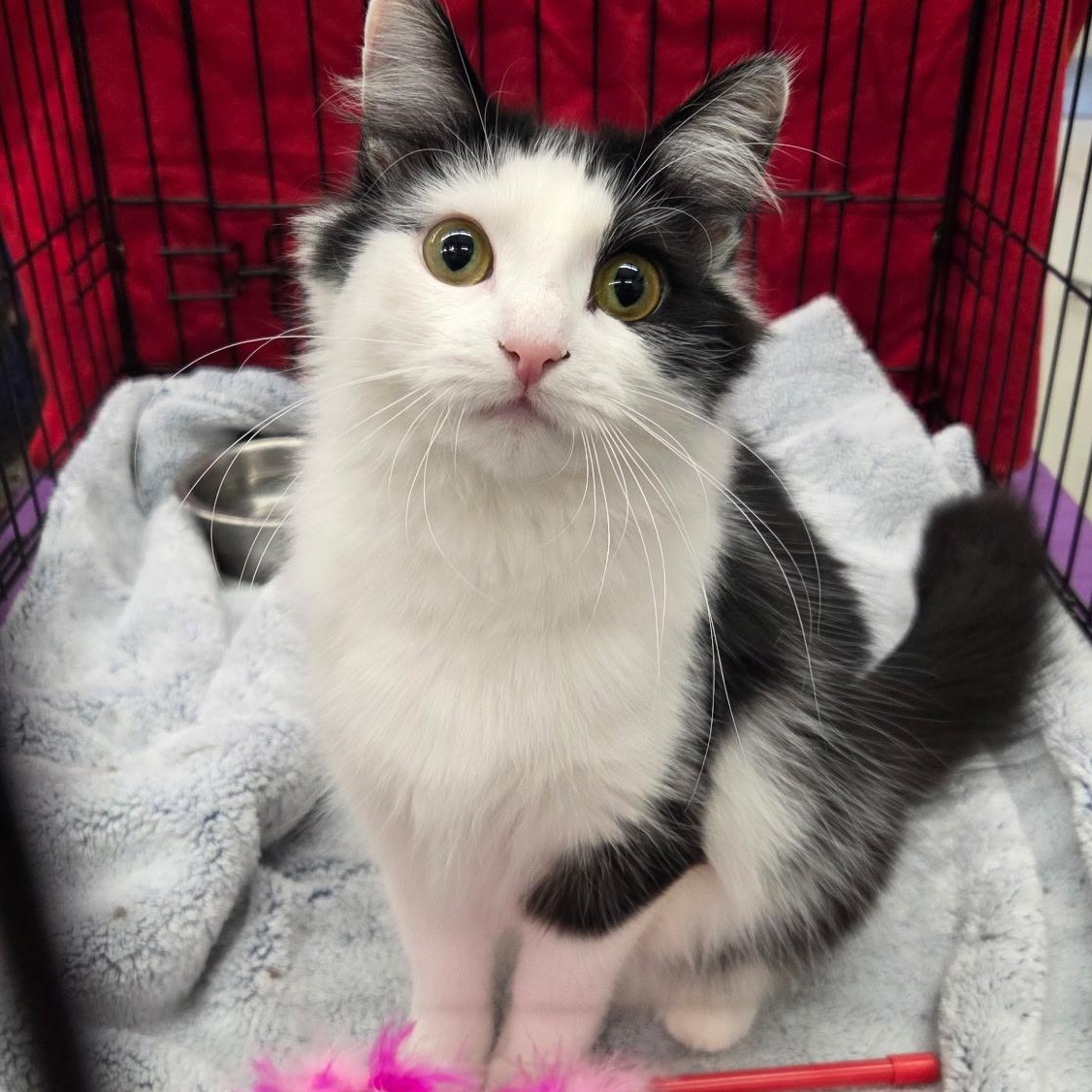 Bikini, adopted, Young Female Domestic Long Hair.