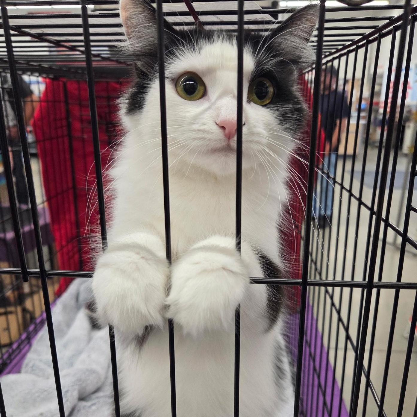 Enlarge Bikini, an adopted Domestic Long Hair in Warwick, RI image 3/4