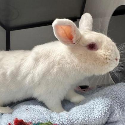 Tinkerbell, a ADOPTABLE American in Toronto, ON image 3/3