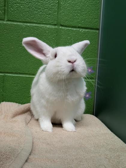 Tinkerbell, ADOPTABLE, Adult Female American.