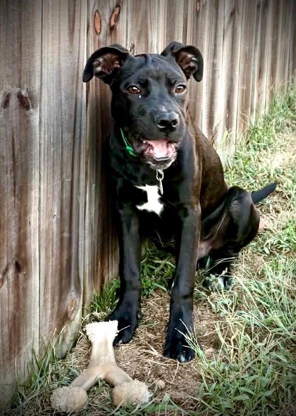 Enlarge Randy, a Adoptable mixed breed in Powell, TN image 3/5
