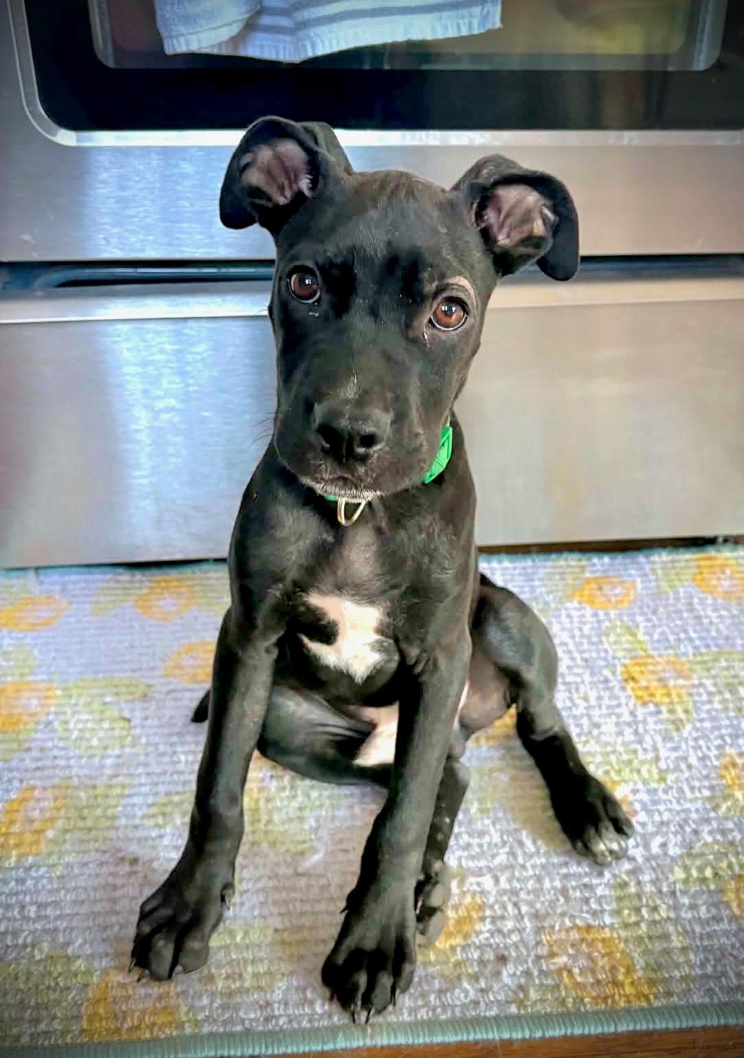 Enlarge Randy, a Adoptable mixed breed in Powell, TN image 5/5