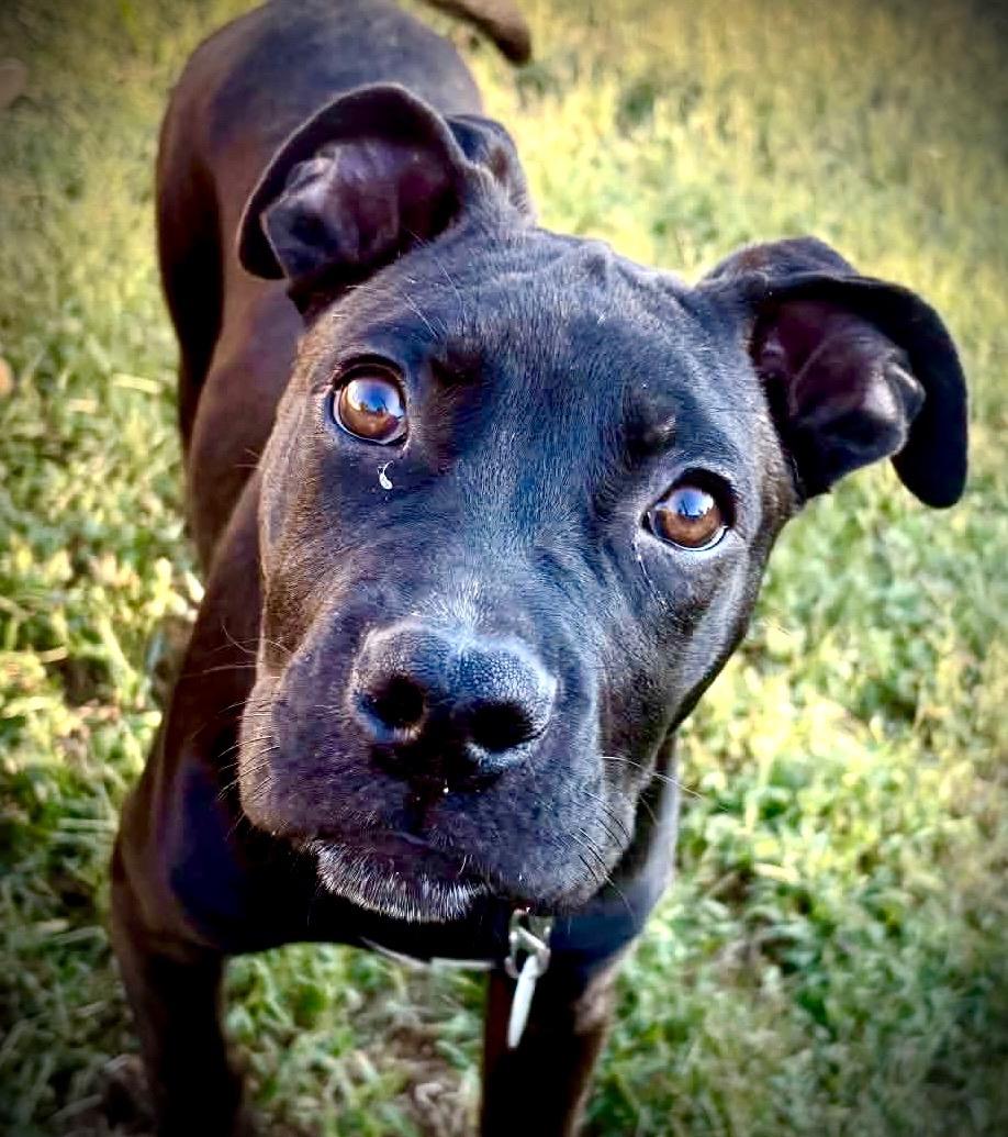 Enlarge Randy, a Adoptable mixed breed in Powell, TN image 1/5